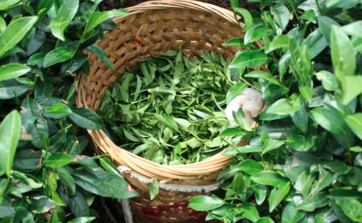抚顺茶叶及茶制品检测,茶叶及茶制品检测费用,茶叶及茶制品检测机构,茶叶及茶制品检测项目